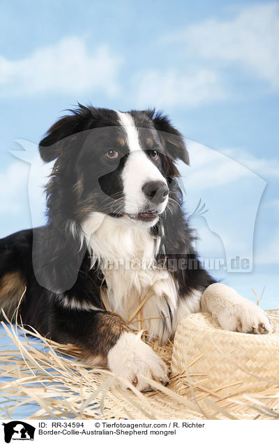 Border-Collie-Australian-Shepherd-Mischling / Border-Collie-Australian-Shepherd mongrel / RR-34594