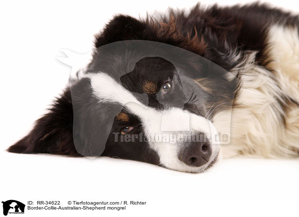 Border-Collie-Australian-Shepherd-Mischling / Border-Collie-Australian-Shepherd mongrel / RR-34622