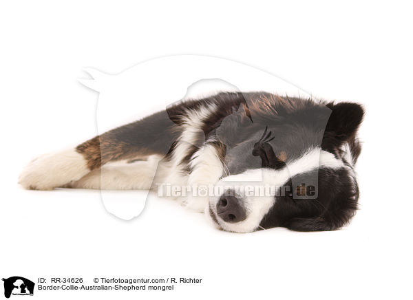 Border-Collie-Australian-Shepherd-Mischling / Border-Collie-Australian-Shepherd mongrel / RR-34626