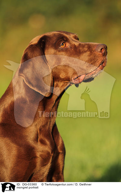 Bloodhound-Mix Portrait / mongrel portrait / DG-03360