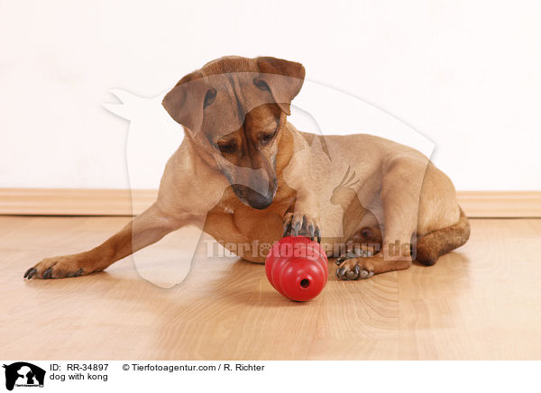 Hund mit Futterkong / dog with kong / RR-34897