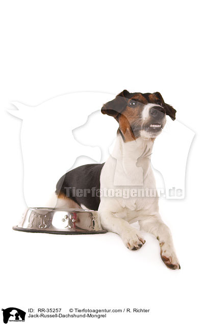 Jack-Russell-Dackel-Mischling / Jack-Russell-Dachshund-Mongrel / RR-35257