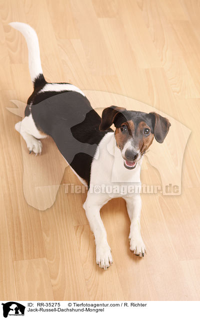 Jack-Russell-Dackel-Mischling / Jack-Russell-Dachshund-Mongrel / RR-35275