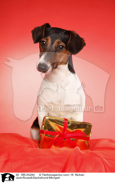 Jack-Russell-Dackel-Mischling / Jack-Russell-Dachshund-Mongrel / RR-35284