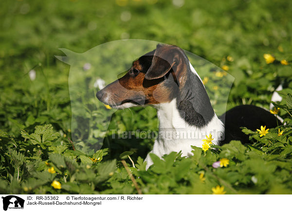 Jack-Russell-Dackel-Mischling / Jack-Russell-Dachshund-Mongrel / RR-35362