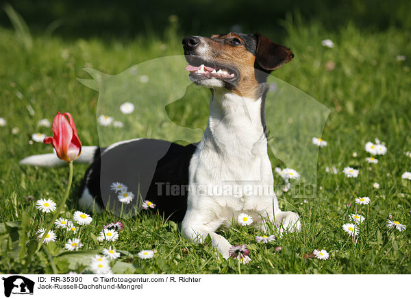 Jack-Russell-Dackel-Mischling / Jack-Russell-Dachshund-Mongrel / RR-35390