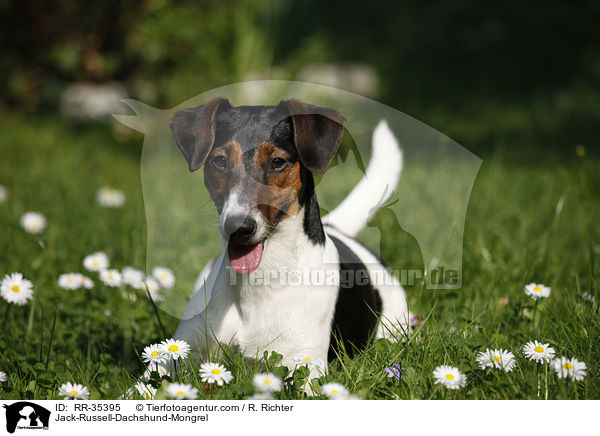 Jack-Russell-Dackel-Mischling / Jack-Russell-Dachshund-Mongrel / RR-35395