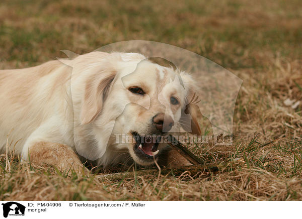 Golden-Retriever-Mix / mongrel / PM-04906