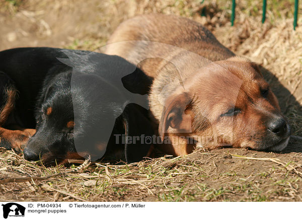 Jack-Russell-Dackel-Mix Welpen / mongrel puppies / PM-04934