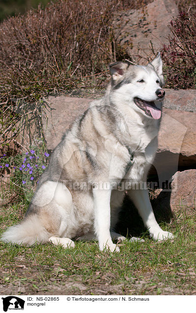 Husky-Retriever-Mix / mongrel / NS-02865