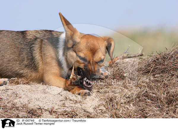 Jack-Russell-Terrier-Mix / Jack Russell Terrier mongrel / IF-06746