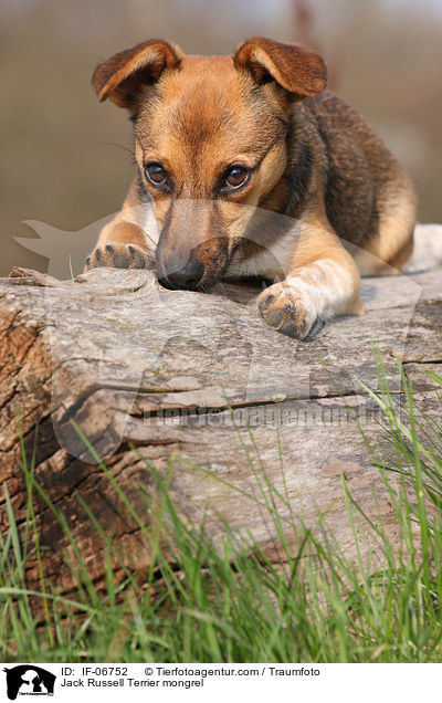 Jack-Russell-Terrier-Mix / Jack Russell Terrier mongrel / IF-06752