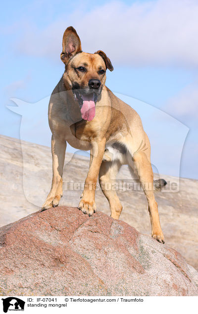 stehender Boxer-Schferhund-Mix / standing mongrel / IF-07041