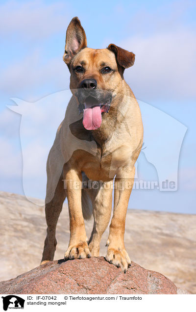 stehender Boxer-Schferhund-Mix / standing mongrel / IF-07042