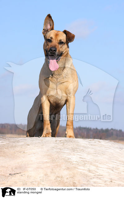 stehender Boxer-Schferhund-Mix / standing mongrel / IF-07050