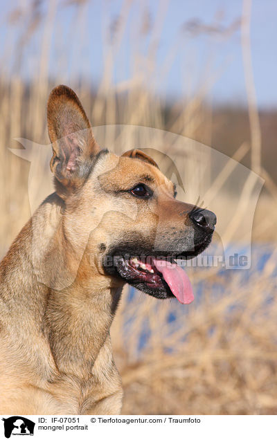 Boxer-Schferhund-Mix Portrait / mongrel portrait / IF-07051