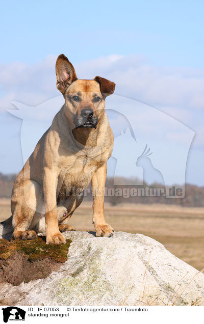 stehender Boxer-Schferhund-Mix / standing mongrel / IF-07053