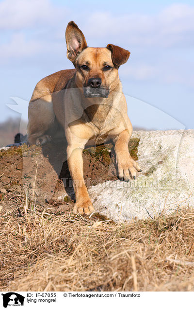 liegender Boxer-Schferhund-Mix / lying mongrel / IF-07055