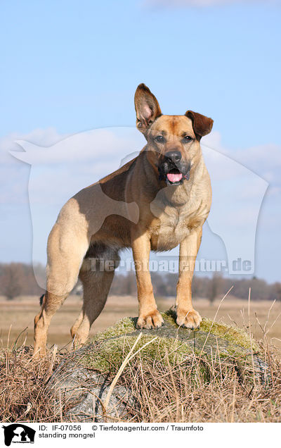 stehender Boxer-Schferhund-Mix / standing mongrel / IF-07056