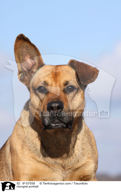 Boxer-Schferhund-Mix Portrait / mongrel portrait / IF-07058