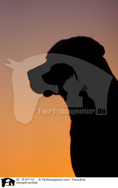 Labrador-Mix Portrait / mongrel portrait / IF-07110