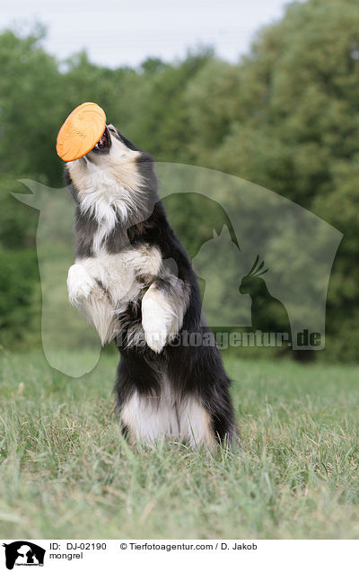 Altdeutscher Htehund Mischling / mongrel / DJ-02190