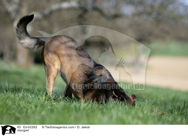 Appenzeller-Malinois-Mischling / mongrel / DJ-02262