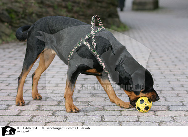 Rottweiler-Mischling / mongrel / DJ-02564