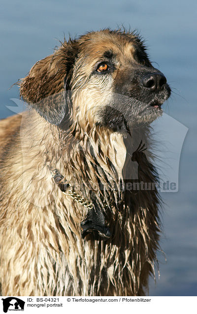 Hovawart-Leonberger-Mix Portrait / mongrel portrait / BS-04321