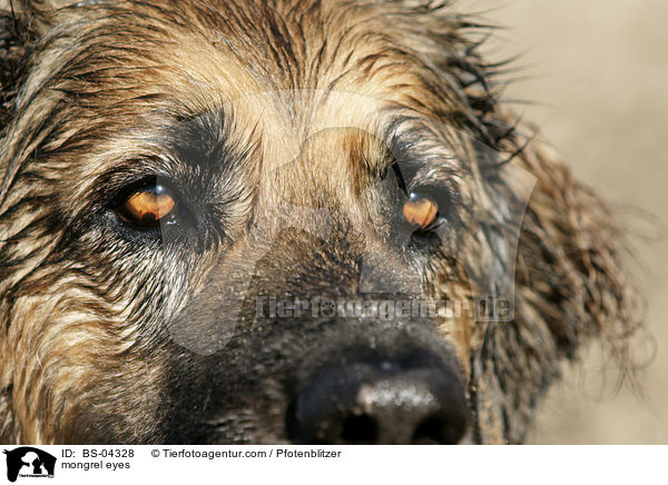 Hovawart-Leonberger-Mix Augen / mongrel eyes / BS-04328