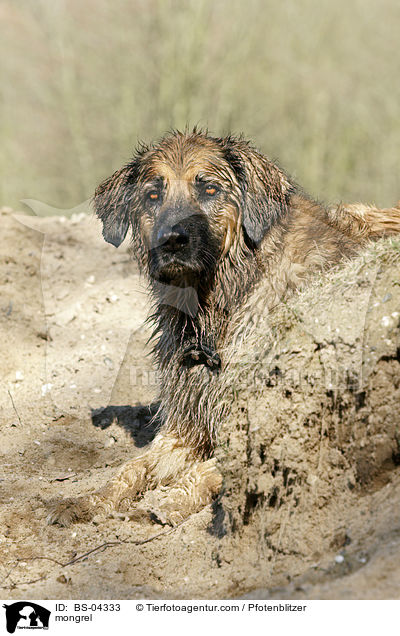 Hovawart-Leonberger-Mix / mongrel / BS-04333