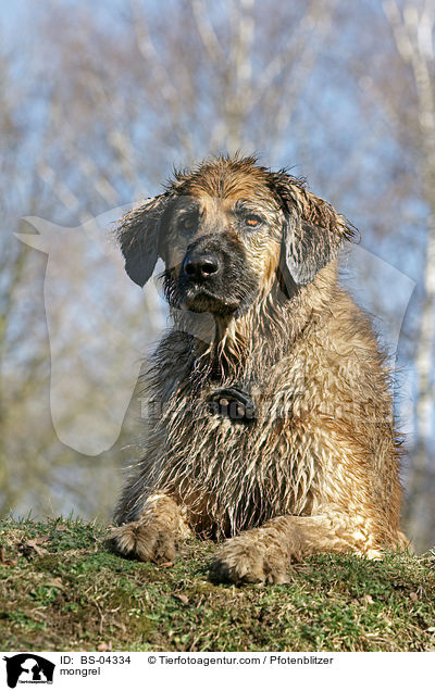 Hovawart-Leonberger-Mix / mongrel / BS-04334