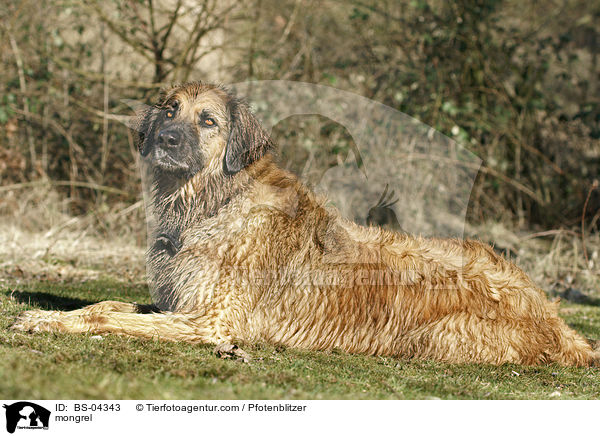 Hovawart-Leonberger-Mix / mongrel / BS-04343