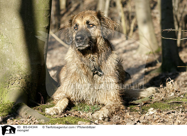 Hovawart-Leonberger-Mix / mongrel / BS-04344