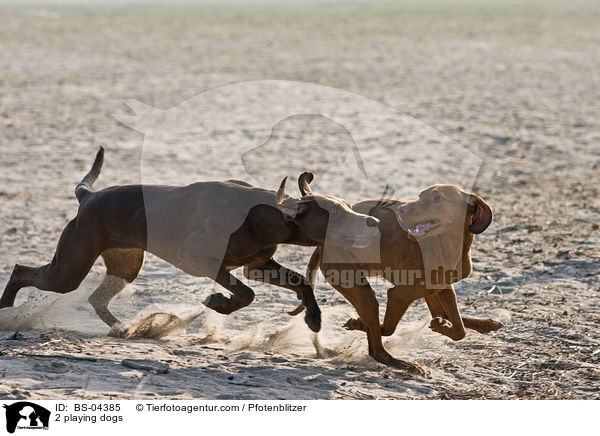 2 spielende Hunde / 2 playing dogs / BS-04385