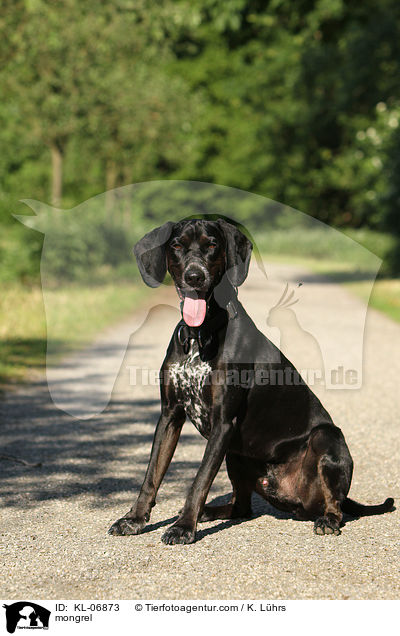 Pointer-Mix / mongrel / KL-06873