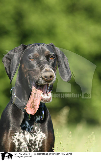 Pointer-Mix Portrait / mongrel portrait / KL-06877