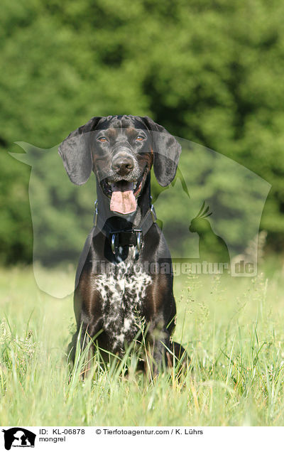 Pointer-Mix / mongrel / KL-06878