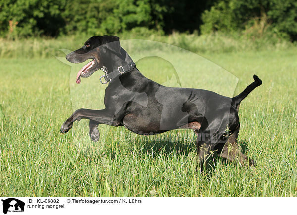 rennender Pointer-Mix / running mongrel / KL-06882