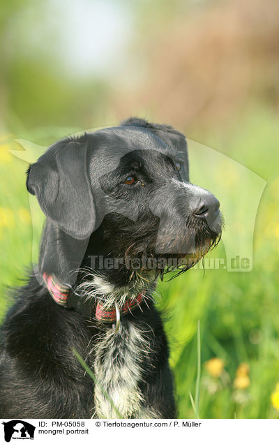 Schnauzer-Mix Portrait / mongrel portrait / PM-05058