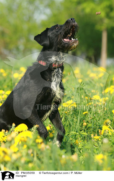 Schnauzer-Mix fngt Leckerli / mongrel / PM-05059