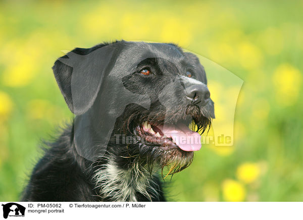 Schnauzer-Mix Portrait / mongrel portrait / PM-05062