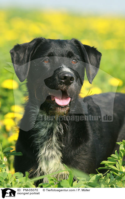 Schnauzer-Mix Portrait / mongrel portrait / PM-05070