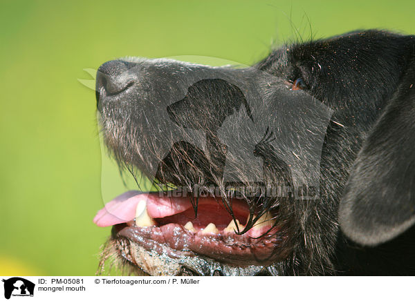 Schnauzer-Mix Schnauze / mongrel mouth / PM-05081