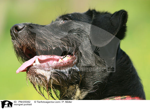 Schnauzer-Mix Portrait / mongrel portrait / PM-05082