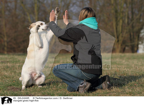 Mischling gibt Pftchen / mongrel gives high-five / DG-04485