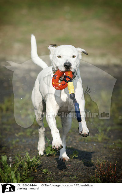 spielender Dogo-Argentino-Mix / playing mongrel / BS-04444