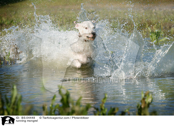 rennender Dogo-Argentino-Mix / running mongrel / BS-04448