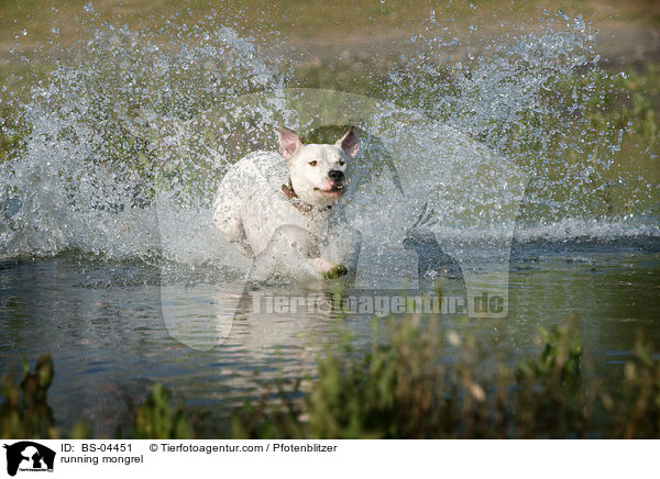 rennender Dogo-Argentino-Mix / running mongrel / BS-04451