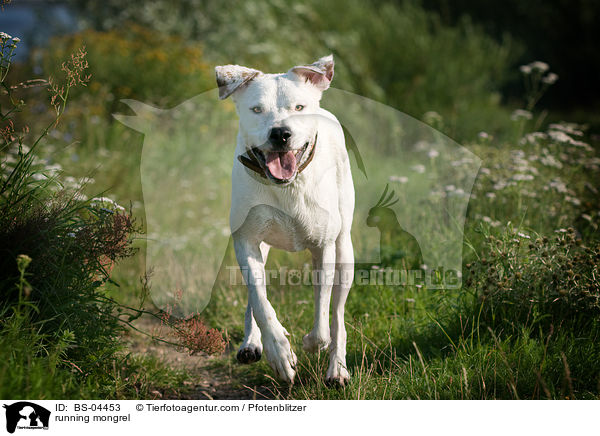 rennender Dogo-Argentino-Mix / running mongrel / BS-04453